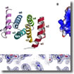 ProgrammeD Cell Death 4 protein (PDCD4)